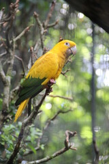 yellow bird