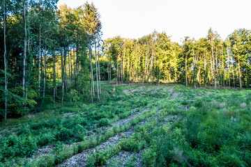 Neubepflanzung von Jungbäumen und Sträuchern im Mischwald