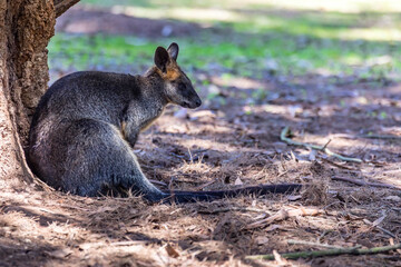 Naklejka premium Little kangaroo - also called wallaby - in the wilderness of Victoria Australia during a sunny and hot day in summer.
