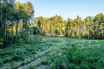 Obraz premium Neubepflanzung von Jungbäumen und Sträuchern im Mischwald