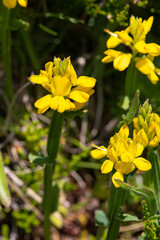 Obraz premium Macrophotographie de fleur sauvage - Genêt ailé - Genista sagittalis