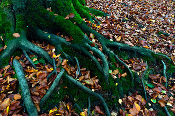 Tree roots covered with green moss surrounded by yellow foliage of trees.