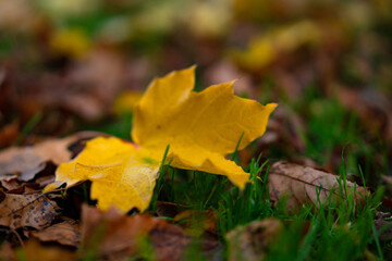 A lonely yellow leaf of a tree lies on the ground.