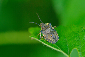 Nymphe der Rotbeinigen Baumwanze (Pentatoma rufipes)