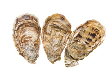 Fresh Oysters. Raw seafood meal isolated on white background. Studio shot.