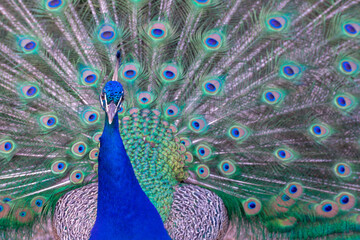 Fototapeta premium close-up of peacock with its tail open