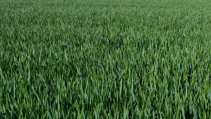 Background showing healthy young green corn shoots in field in springtime