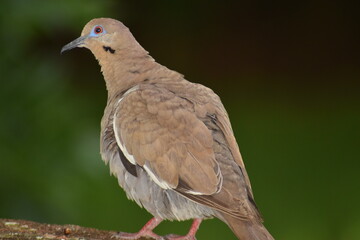 pigeon on the grass