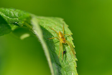 Listspinne (Pisaura mirabilis )