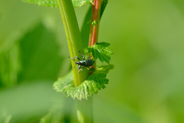 Silberner Grünrüssler  (Phyllobius argentatus)