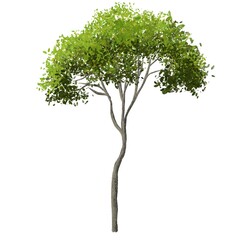 green tree isolated on white background for landscape and architecture element