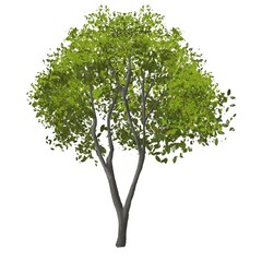 Obraz premium tree isolated on white background for landscape and architecture element