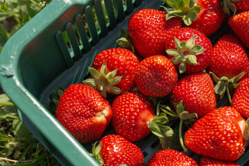Background from freshly harvested strawberries in plastic box. Wooden clean box with bright, red juicy strawberries. Fresh ripe juice strawberries in box over nature background. Top view