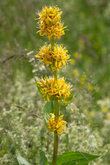 Macrophotographie de fleur sauvage - Gentiane jaune - Gentiana lutea