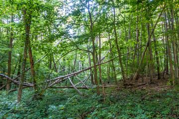 Sturmschäden im Wald