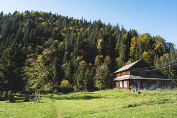 mountain house among huge pine trees