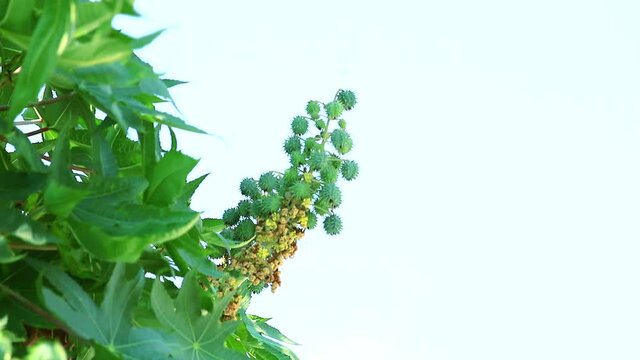 Castor oil plant Classified as a shrub or small perennial With a height of up to 6 meters