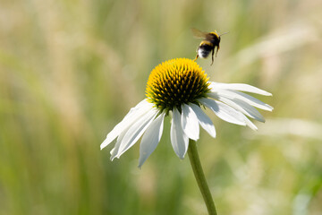 Hummel verl&auml;sst Bl&uuml;te
