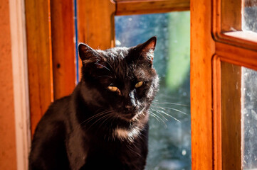 black kitten enjoys the sun from his 