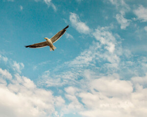 seagull sailing the skies of the iv region