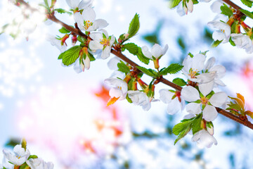 Blossoming branch cherry. nature