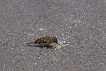 Sparrow collects bread crumbs on the pavement