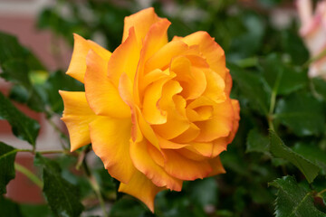 Beautiful orange-yellow rose. Green leaves in the background in defocus.