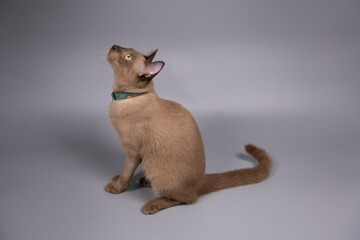 Portrait of the Siamese cat are sitting on grey background. - 363283901
