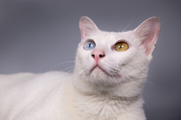 Portrait of the Siamese cat are sitting on grey background. - 363283937