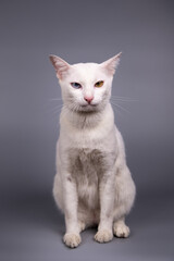 Fototapeta na wymiar Portrait of the Siamese cat are sitting on grey background.