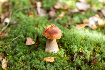 beautiful white mushroom in the forest on the lawn among the grass