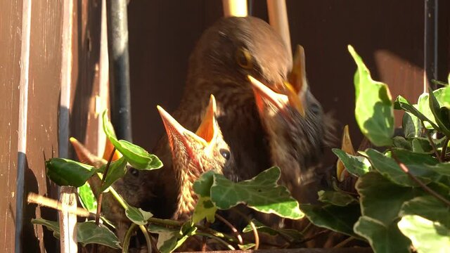Amsel f&uuml;ttert ihre 10 Tage alten K&uuml;ken, die hungrig die H&auml;lse recken