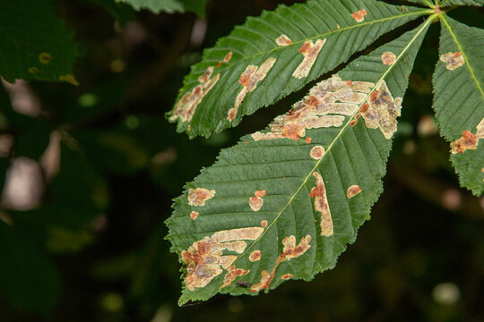 Chestnut disease. Damage to the leaves of the chestnut miner moth