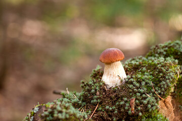 beautiful white mushroom in the forest on the lawn among the grass