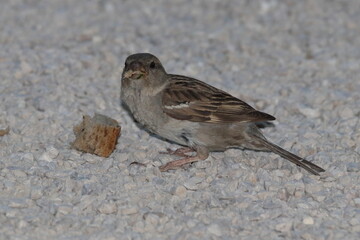 hungriger spatz auf der suche nach brot