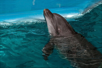 dolphin in the pool emerges from the water