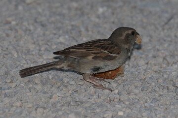 hungriger spatz auf der suche nach brot