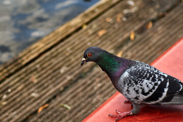 A lone pigeon sits on a bench