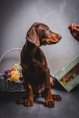 cute brown doberman puppies photoshoot