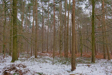 Drongengoedbos pine forest covered in snow on a cold winter day in Ursel, Flanders, Belgium 