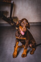 cute brown doberman puppies photoshoot