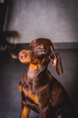 cute brown doberman puppies photoshoot