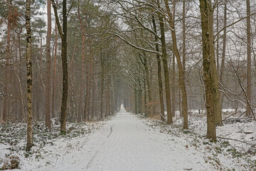 Hiking trail through Drongengoedbos pine forest covered in snow on a cold winter day with mist, Ursel, Flanders, Belgium 