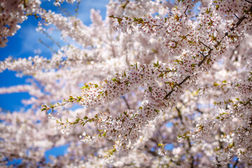 Branches of blossoming cherry against background of blue sky and fluttering butterflies in spring on nature outdoors. Pink sakura flowers, dreamy romantic artistic image of spring nature, copy space.