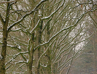 Winter nature detail of bare oak tree branches covered in snow 