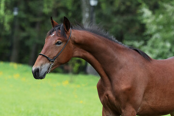 Portrait of a beautiful young chestnut horse with mane stands on natural summer background, head closeup