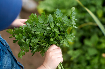 The boy holds in his hand a bunch of parsley. Against the background of a rural garden. Ecologically clean harvest.