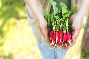 Exposition of fresh organic  radish vegetablesin hands.