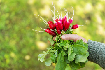 Exposition of fresh organic  radish vegetablesin hands.