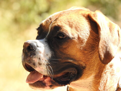 2 230 Best Boxer Chien Images Stock Photos Vectors Adobe Stock